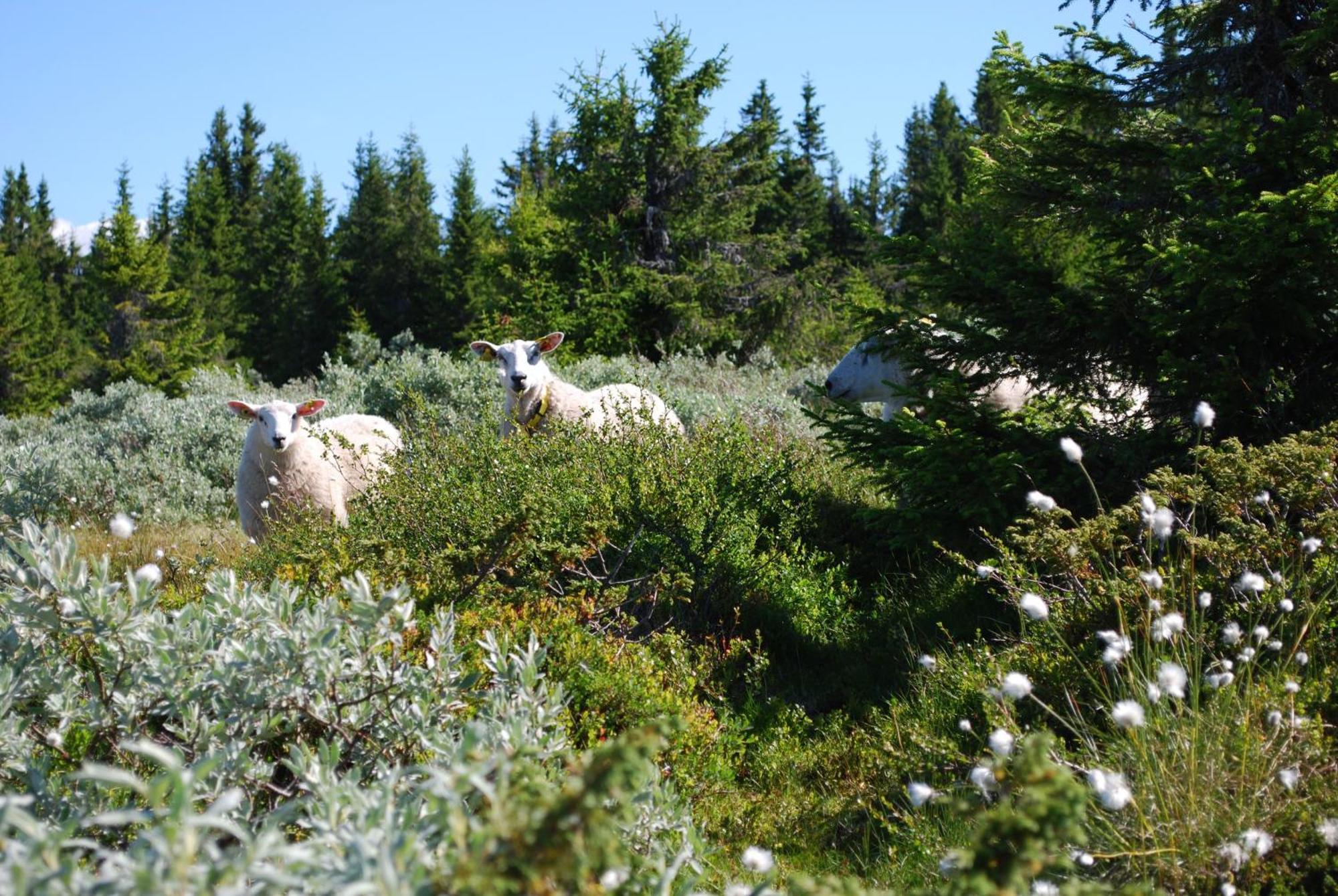 Nordseter Fjellpark, Hyttegrend ภายนอก รูปภาพ